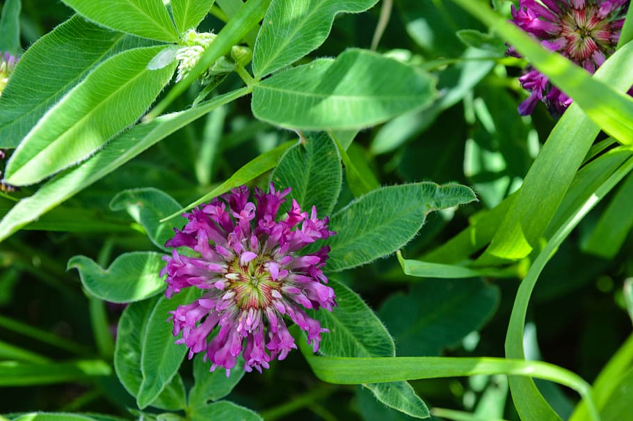 clover, flower, meadow, summer, nature, sheet, bloom, grass HD wallpaper