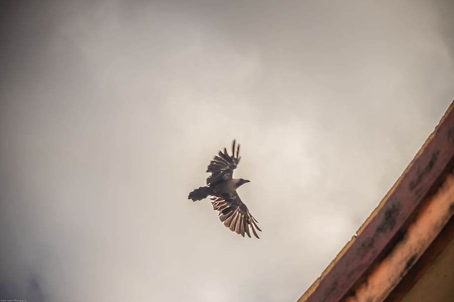 bird, flying, vertebrate, animals in the wild, spread wings HD wallpaper