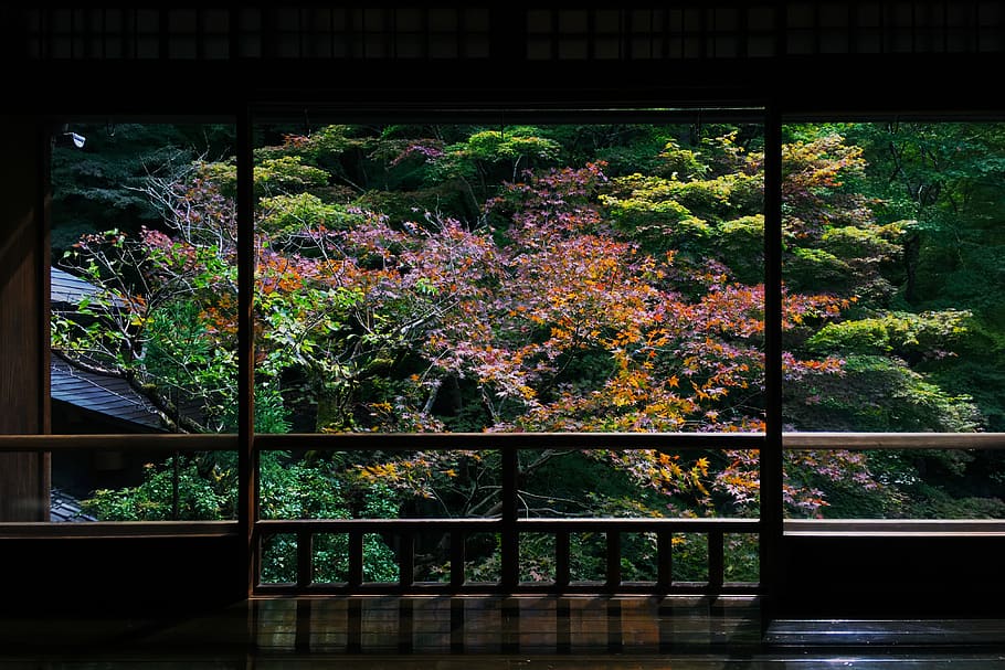 japan, kyōto-shi, 光明寺瑠璃光院, kyoto, plant, tree, HD wallpaper
