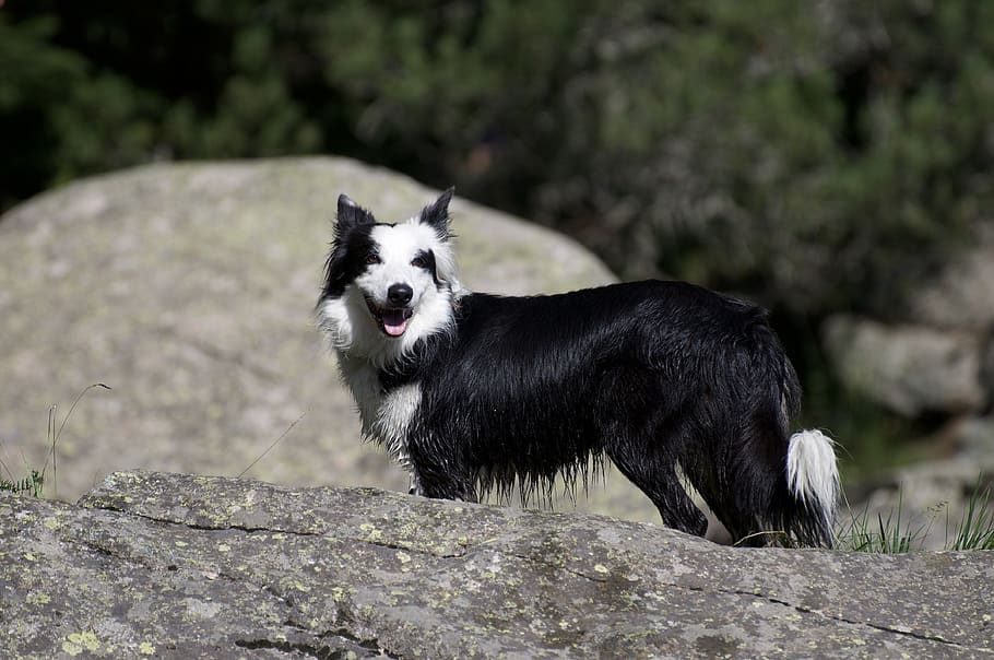border, dog, nature, collie, pets, animals, mammal, snout, one animal HD wallpaper