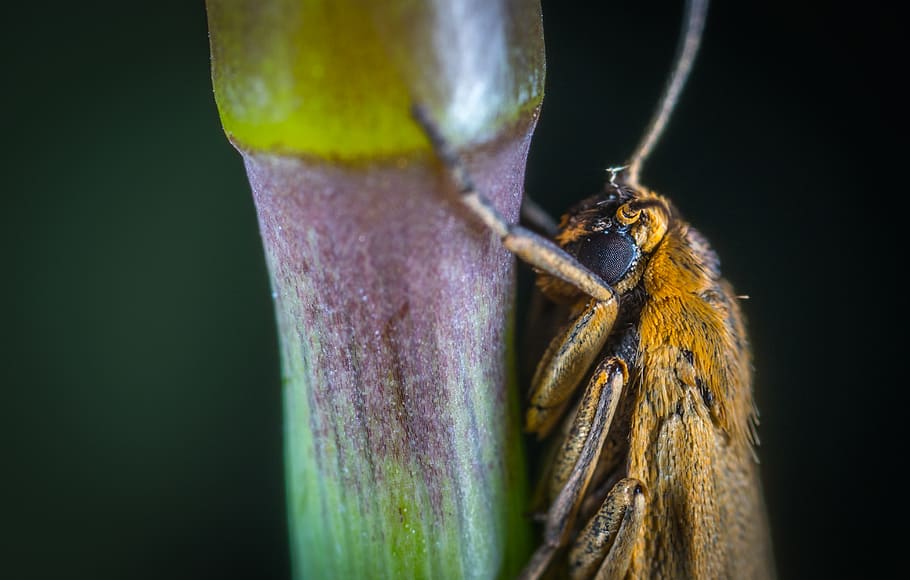 Close-up Photography Of Brown Moth Perched On Plant Stem, bug HD wallpaper