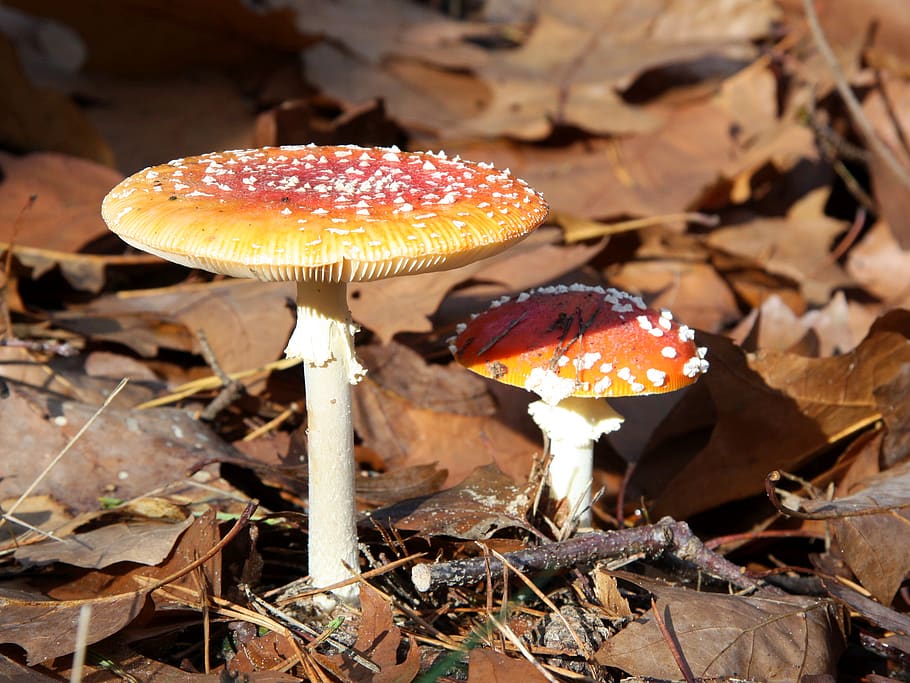 mushroom, fungus, vegetable, food, land, growth, close-up, field HD wallpaper