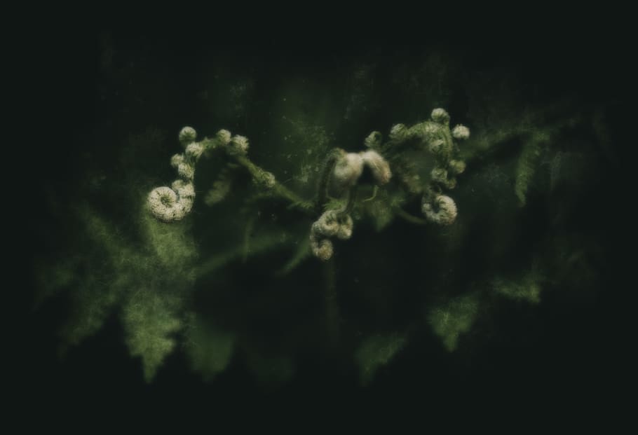 Green Leafed Plant, blur, close-up, environment, flora, flower HD wallpaper