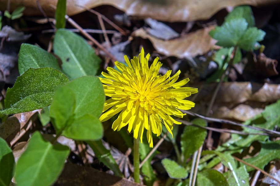 spring dandelion, flower, taraxacum, composites, blossom, bloom HD wallpaper