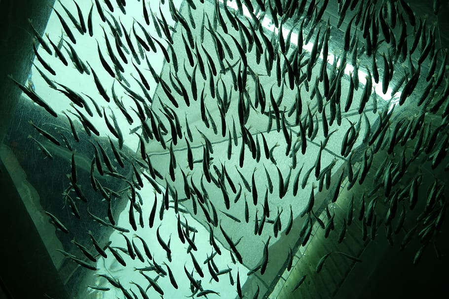 school of fish, large group of animals, animal themes, water HD wallpaper