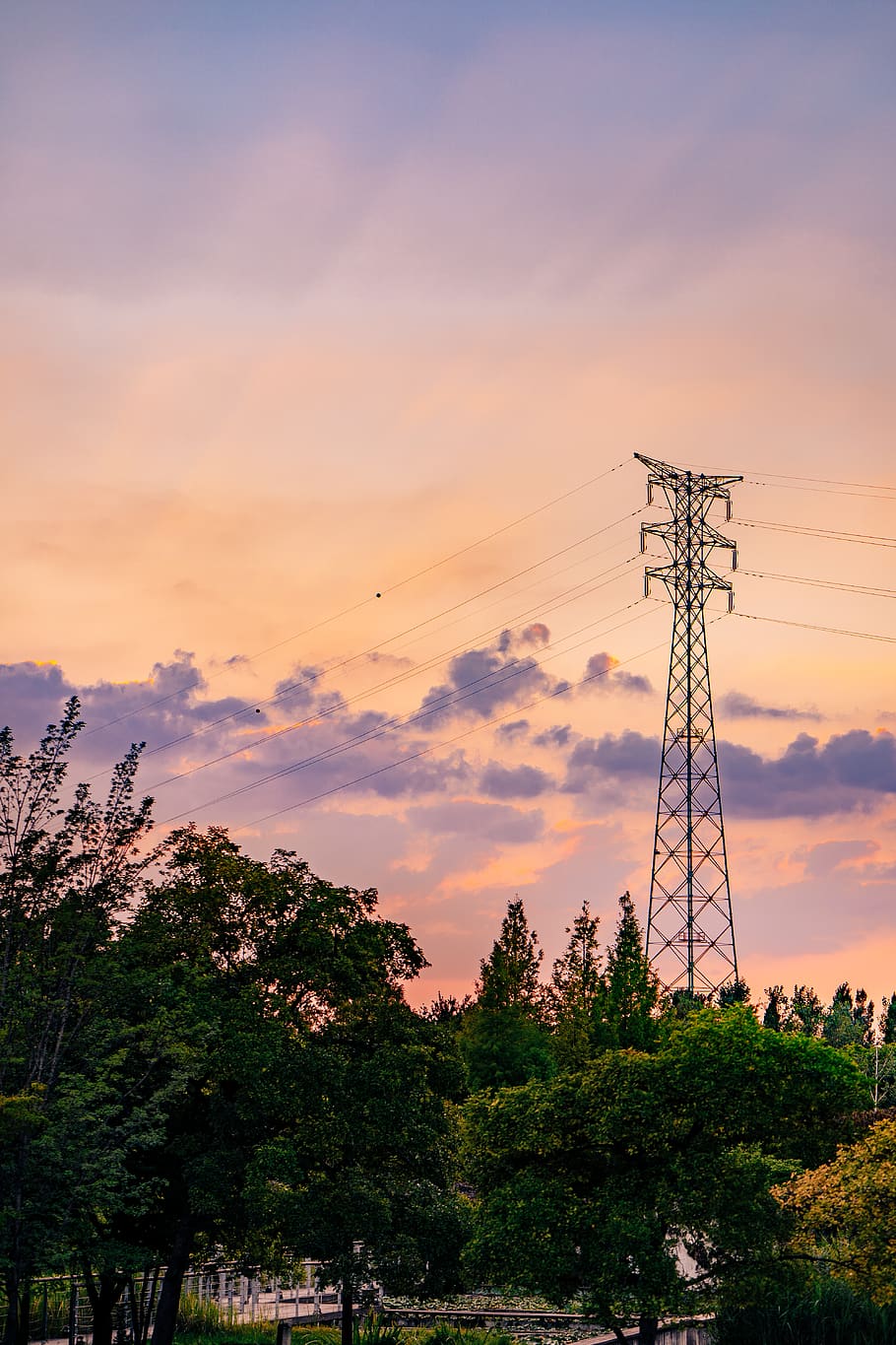 Landscape Photography of Trees Near Electricity Tower during Golden Hour HD wallpaper