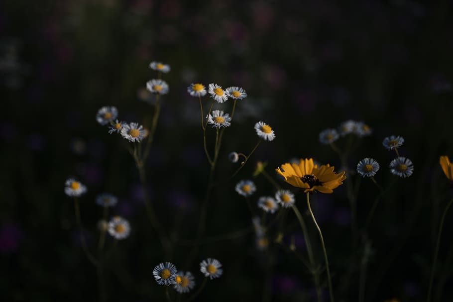 bed of daisy with black background, plant, flower, daisies, blossom, HD wallpaper