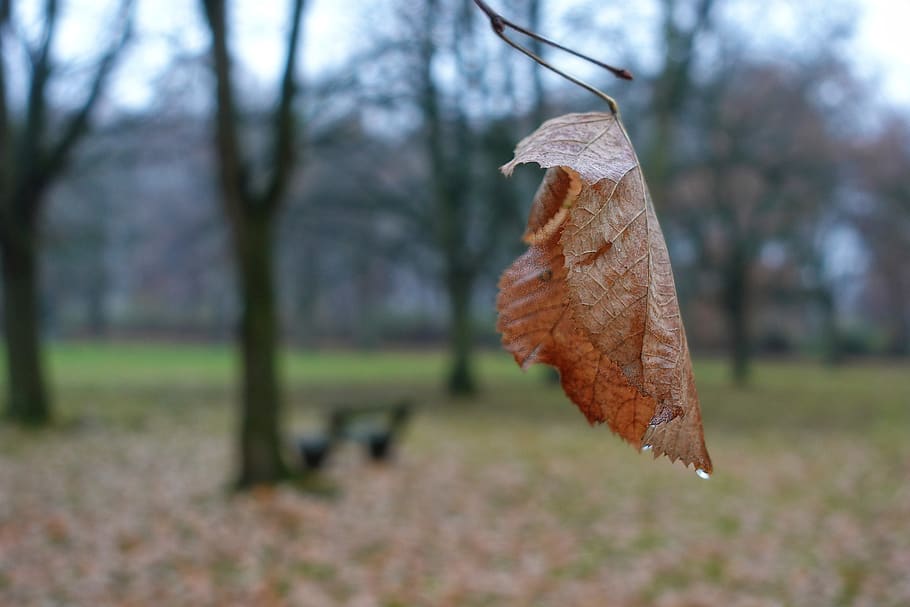 autumn, leaves, leaf, fall foliage, melancholy, autumn mood HD wallpaper