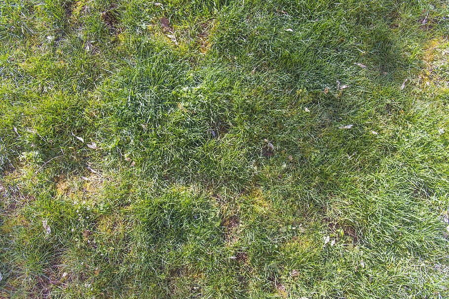 grass, green, ground, dirt, moss, blades, flat, aerial, texture HD wallpaper