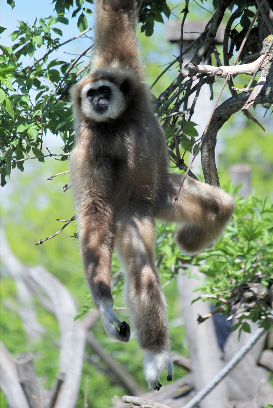 animal, mammal, animal themes, primate, plant, tree, animals in the wild HD wallpaper