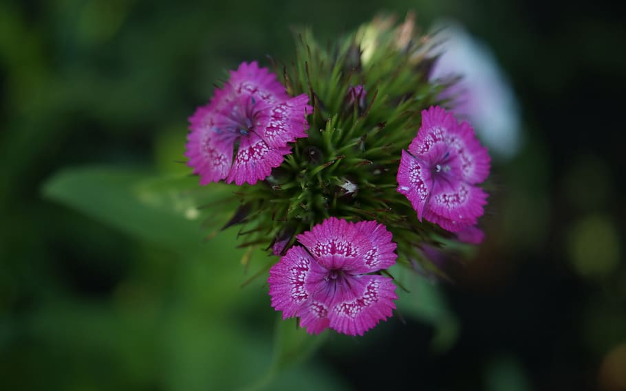 flora, fauna, macro, bokeh, nature, leaves, flowers, garden HD wallpaper