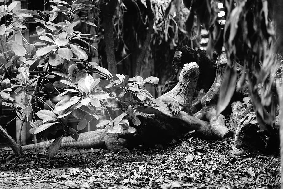 ground, plant, tree, leaf, bird, animal, wood, root, clothing HD wallpaper