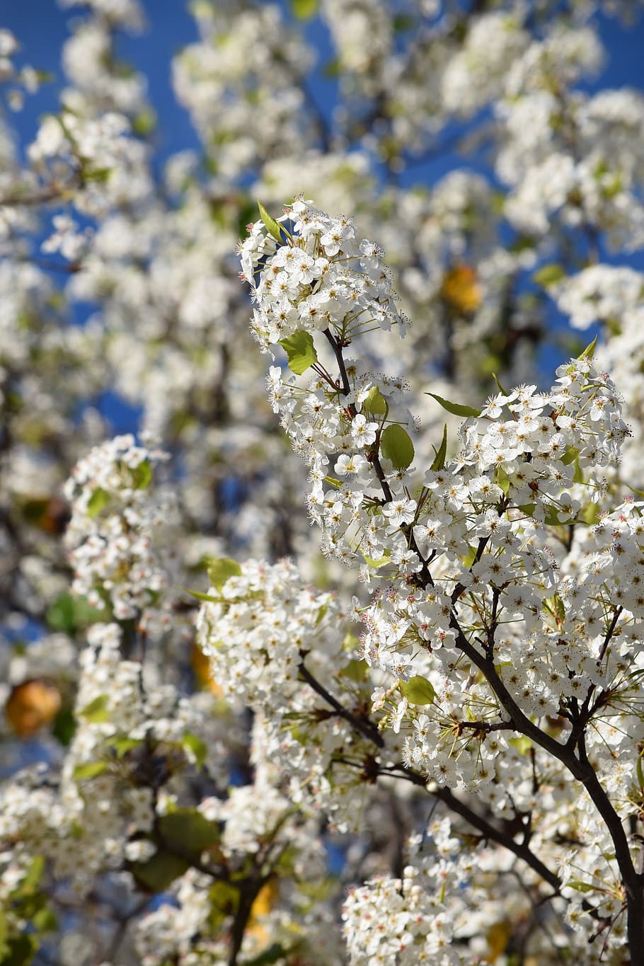 flowers, spring, tree, nature, blossom, flora, springtime, branch HD wallpaper