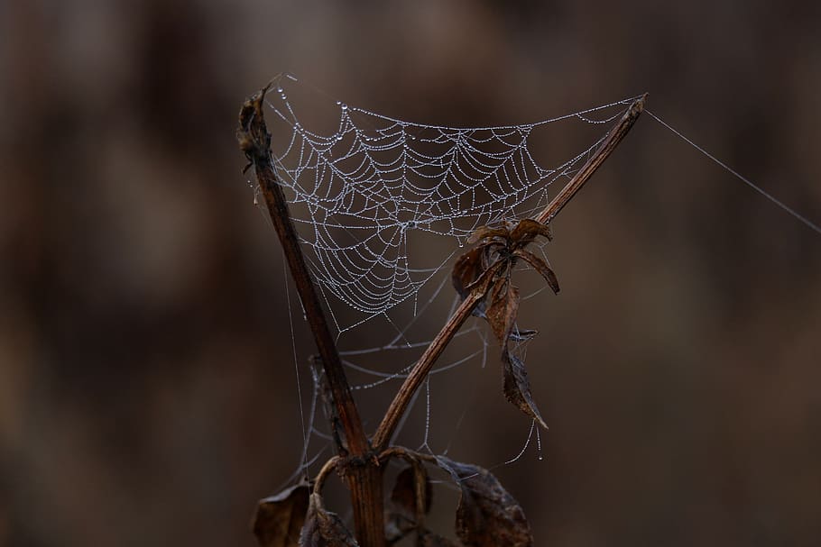 spider web, drops, dew, morning, autumn, water, wet, focus on foreground HD wallpaper