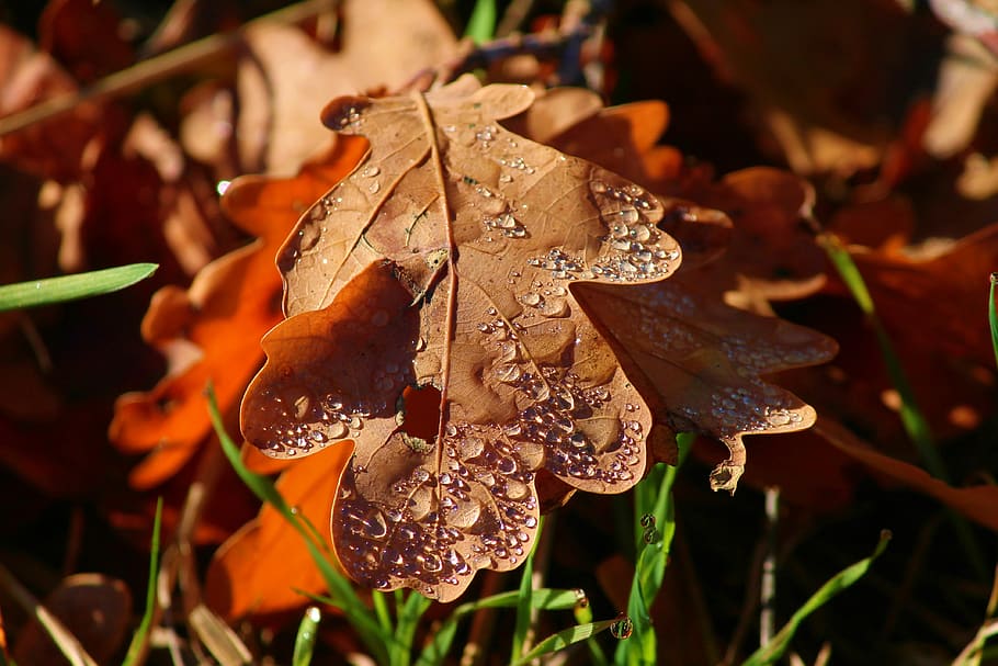 morgentau, leaf, leaves, brown, fall foliage, drip, water, drop of water HD wallpaper
