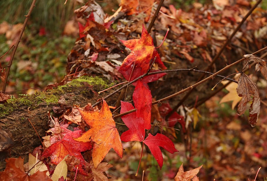 autumn, forest, pond, trees, leaves, mystic, path, magic, landscape HD wallpaper