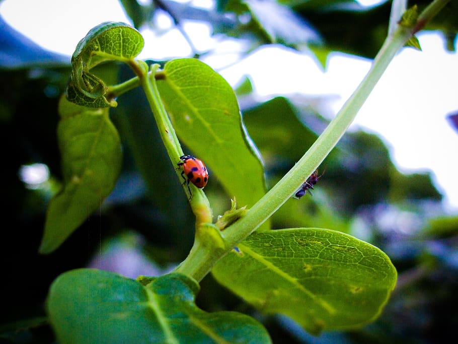 ladybird, bug, insect, leaves, wisteria, ladybug, beetle, leaf HD wallpaper
