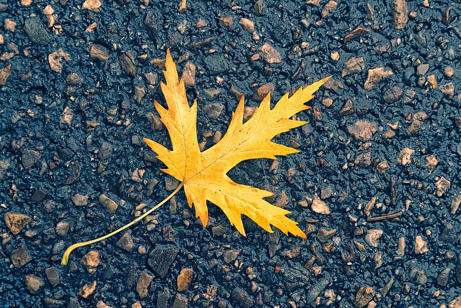 Photo of Maple Leaf On Ground, 4k wallpaper, asphalt, blacktop, HD wallpaper