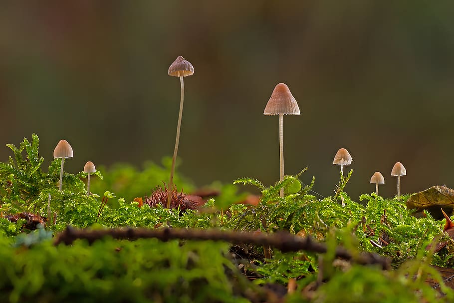 mushrooms, mini mushroom, sponge, moss, small mushroom, screen fungus, HD wallpaper