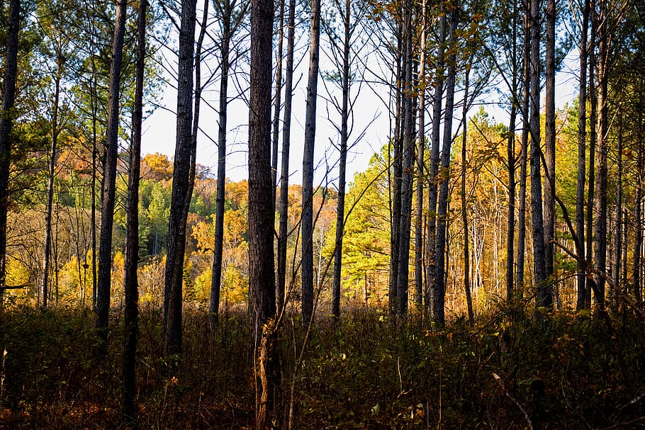 tree, forest, trees, nature, landscape, sun, green, leaves HD wallpaper