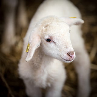 sheep, sheep breeding, lamb, wool, pasture, agriculture, animals HD wallpaper