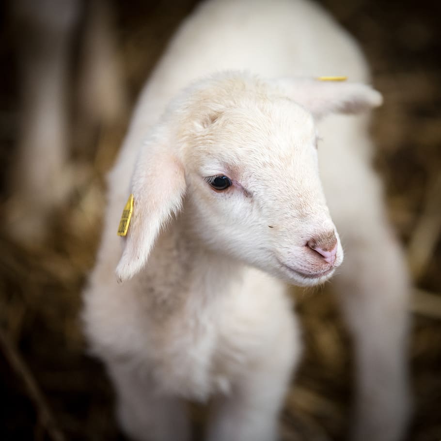 sheep, sheep breeding, lamb, wool, pasture, agriculture, animals HD wallpaper