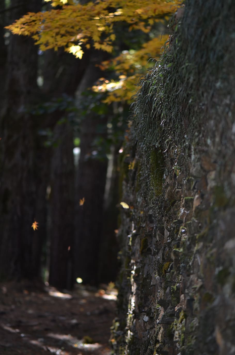 autumn, wall, texture, landscape, stone, trees, plant, tree trunk HD wallpaper