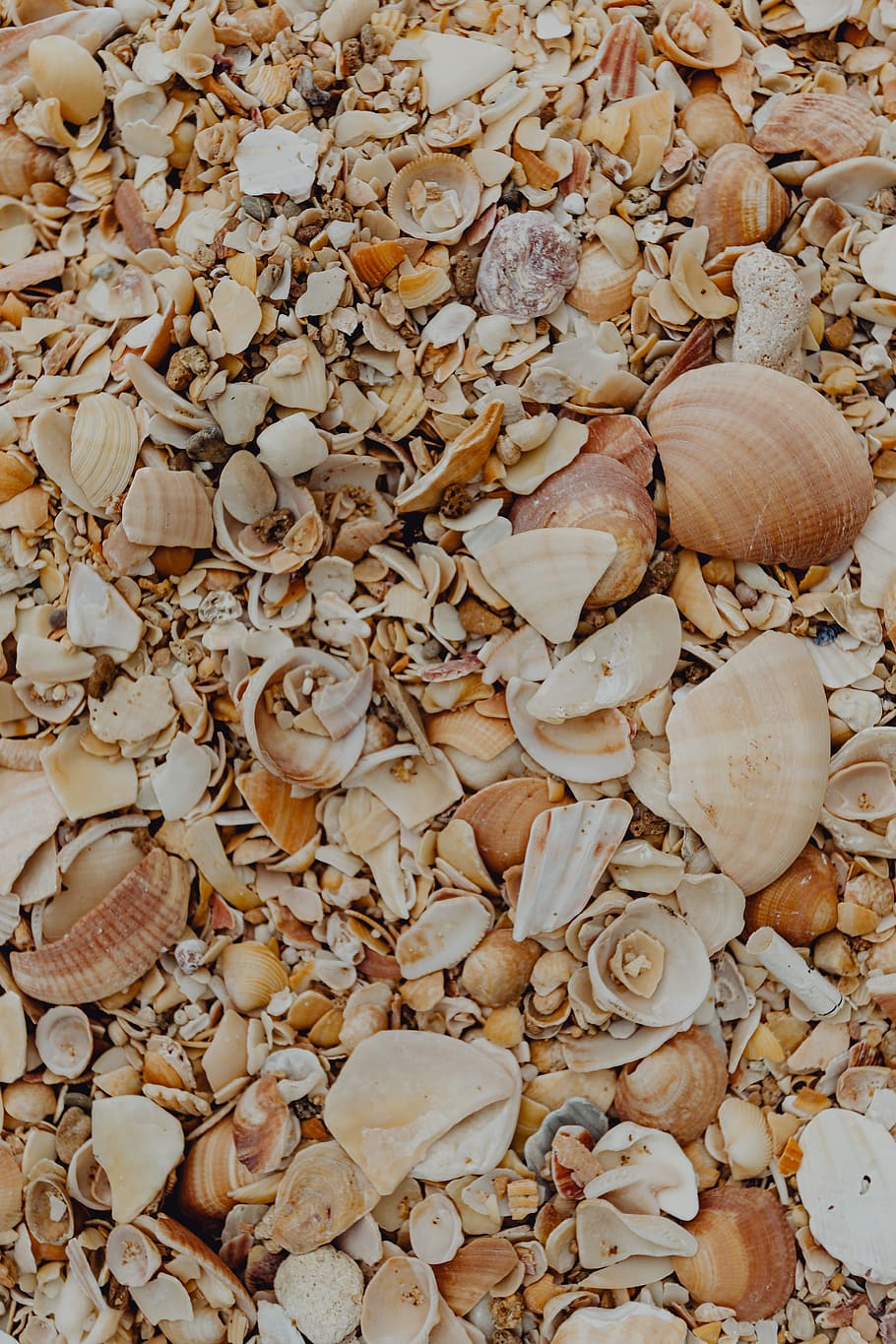 Sea shells on the beach, Algarve, Portugal, summer, background