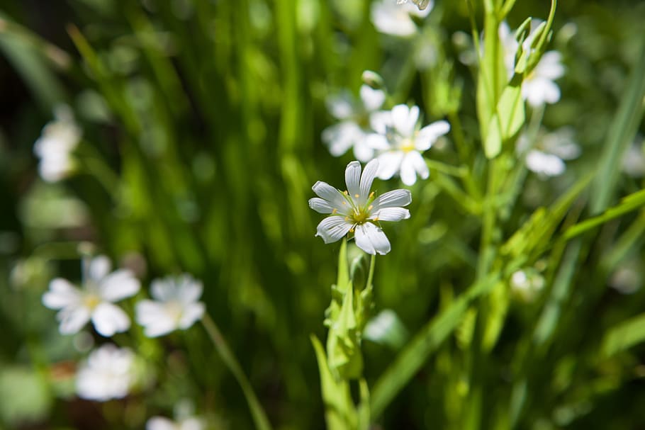 spring, flower, flowers, background, focus, closeup, outdoor HD wallpaper
