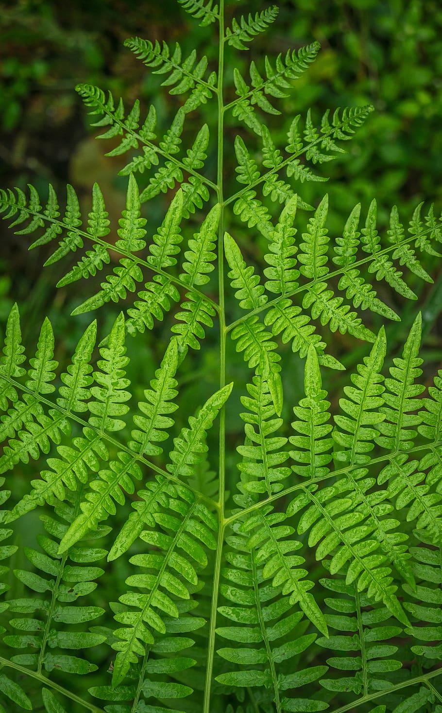 bracken, plants, nature, leaf, green, fern, fresh, forest, summer HD wallpaper