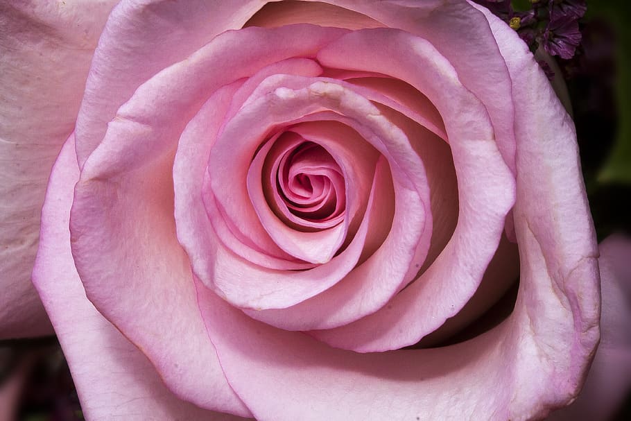 rose, macro, flower, composites, nature, plant, white, pastellfarben HD wallpaper
