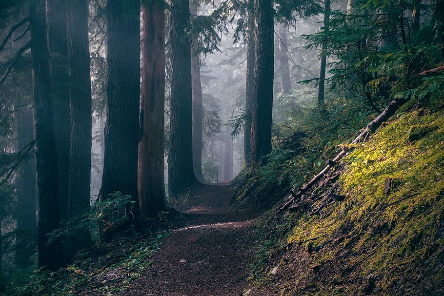trees, path, forest, dark, moody, northwest, washington, hike HD wallpaper