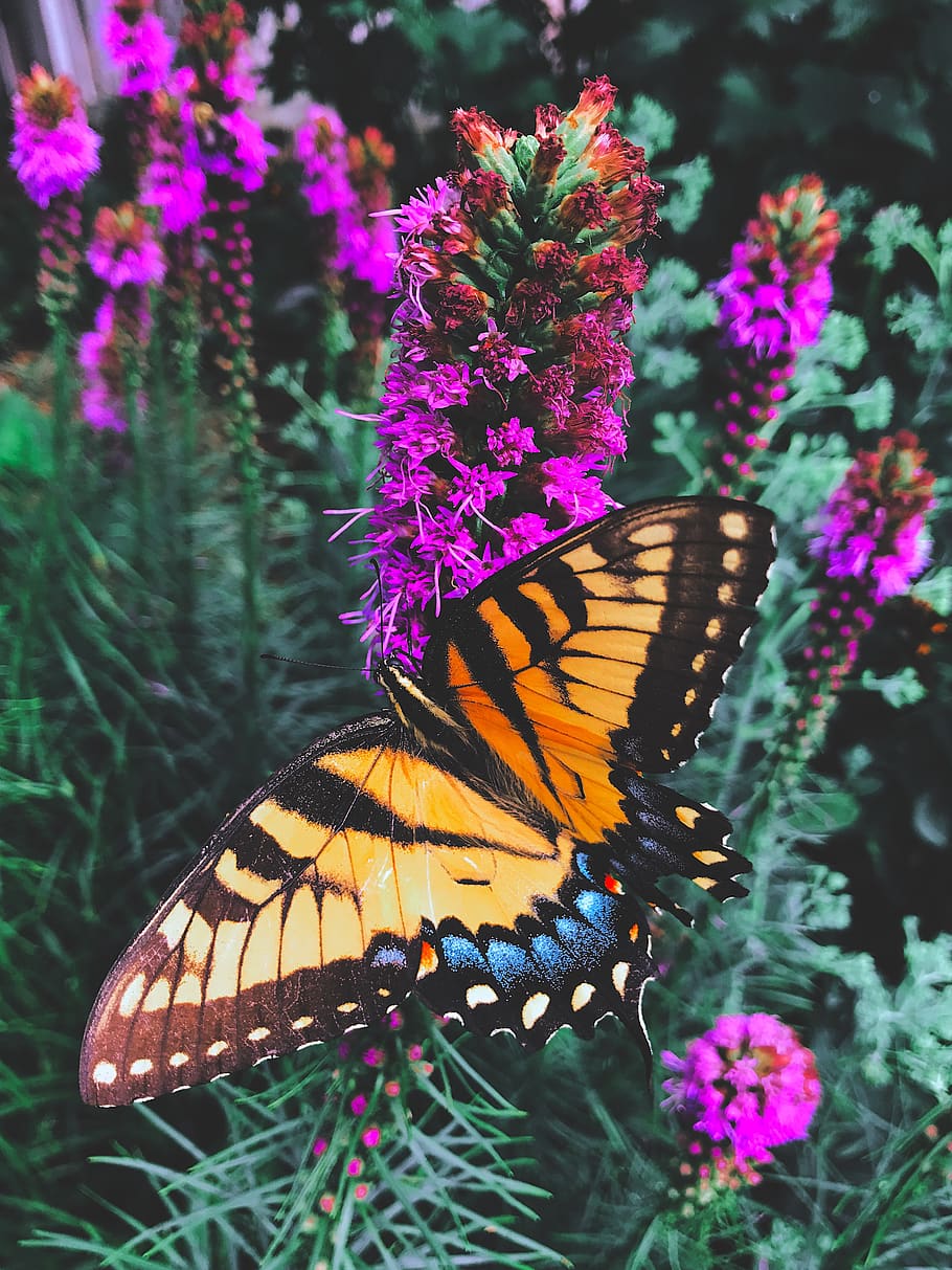 butterfly, flower, flowering plant, butterfly - insect, animal wing HD wallpaper