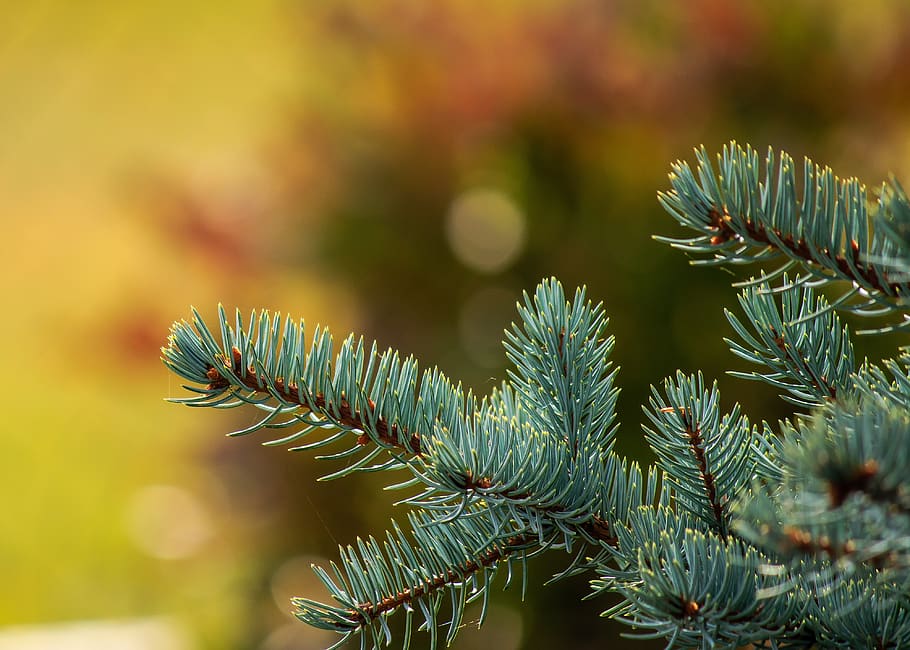 garden, tree, spruce, nature, pine, evergreen, branch, conifer HD wallpaper