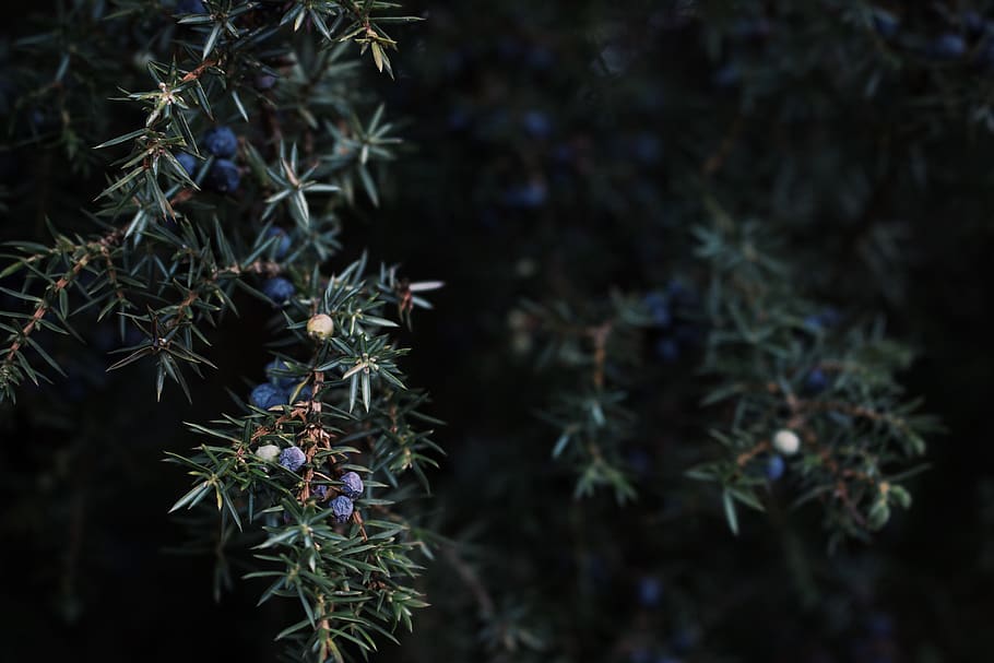 germany, eimke, forest, berry, nature, tree, dark, growth, plant HD wallpaper