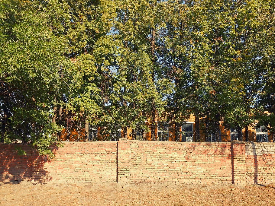 barbed, fence, trees, wire, brick, plant, nature, day, growth HD wallpaper