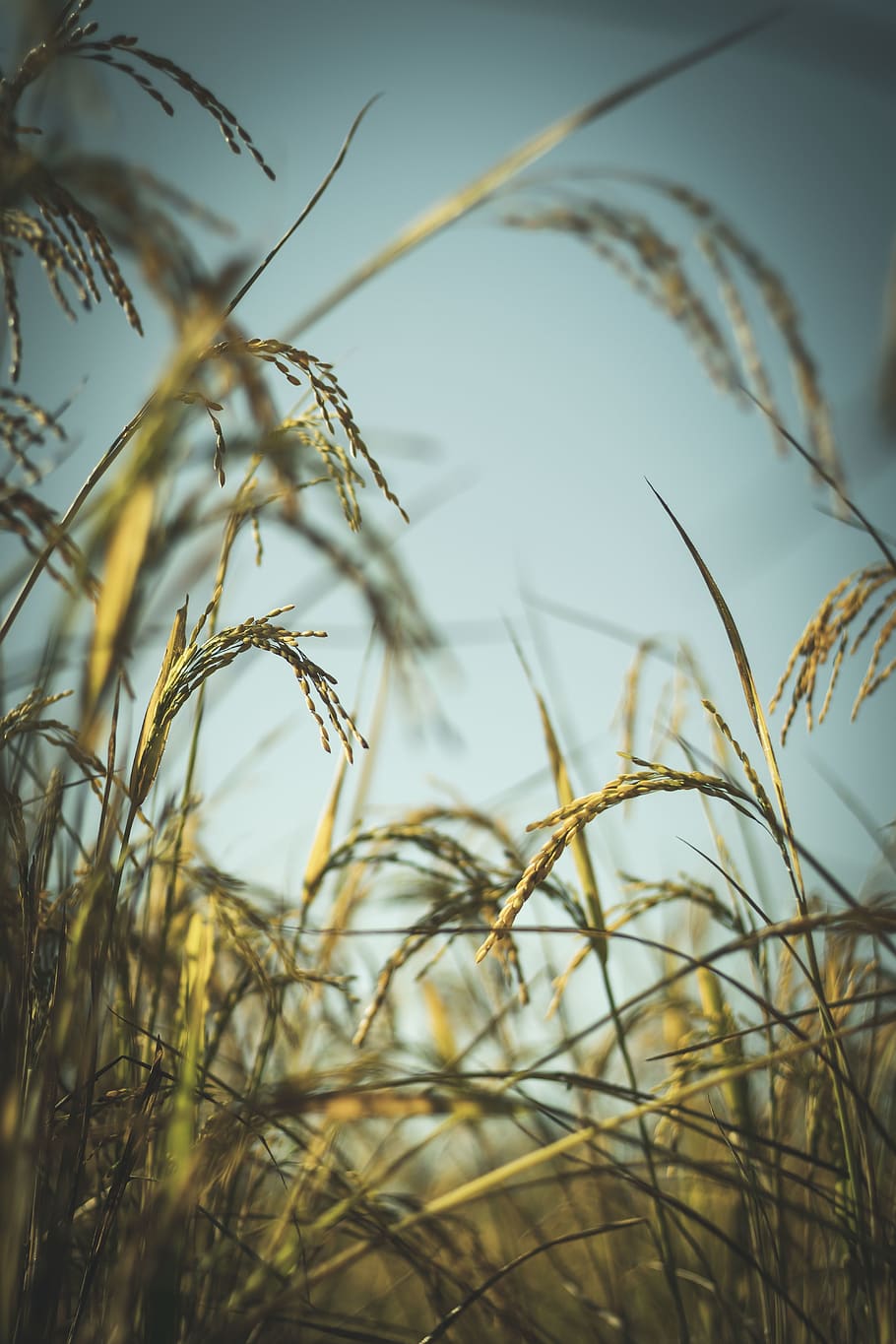 plant, growth, selective focus, crop, beauty in nature, no people HD wallpaper