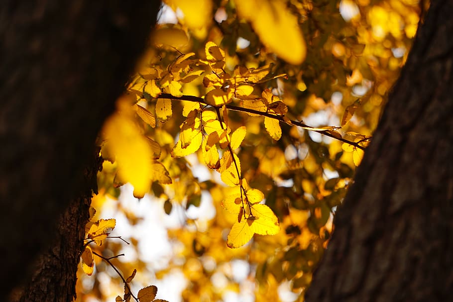 trees, light, sunshine, sunrise, sunset, sunlight, yellow, plant HD wallpaper