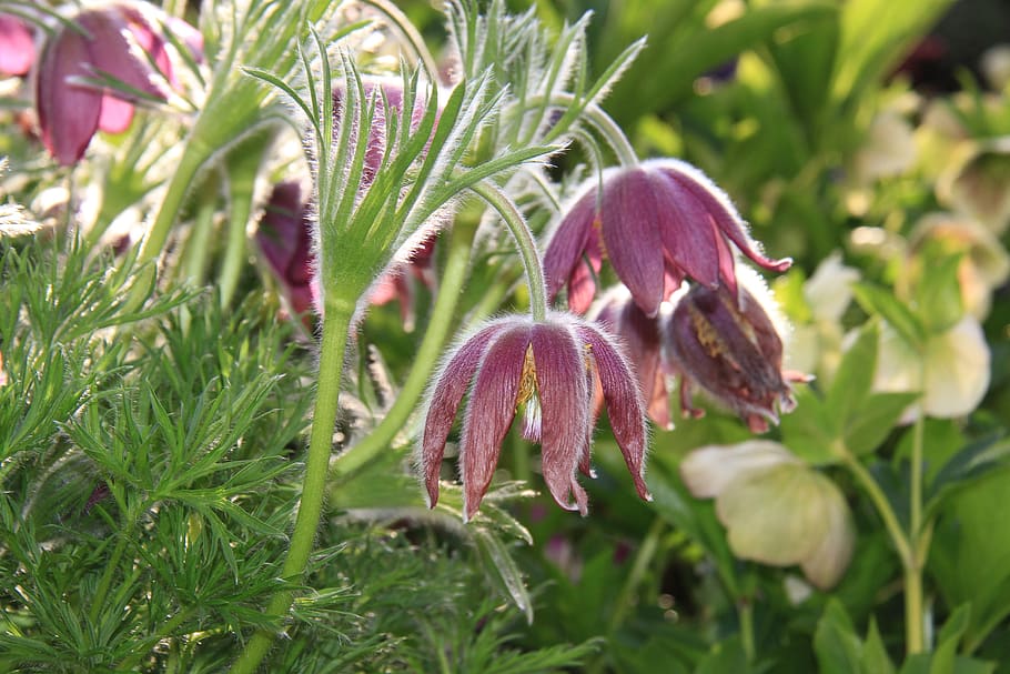 anemone, flower, spring, nature, pink, garden, sun, growth HD wallpaper