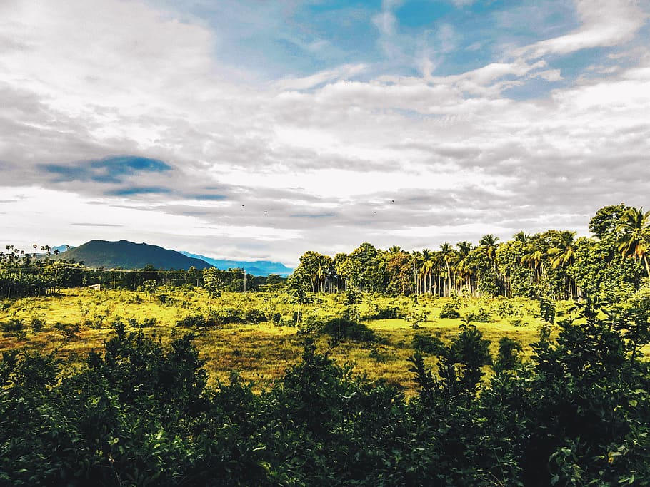 nature, trees, forest, jungle, adventure, plants, sky, clouds HD wallpaper