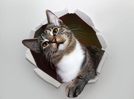 cat, pet, hole, wall, paper, torn, animal, domestic cat, animal world HD wallpaper