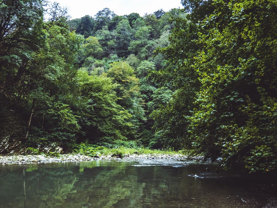 Green Leafed Trees Near Body of Water, beautiful, environment HD wallpaper