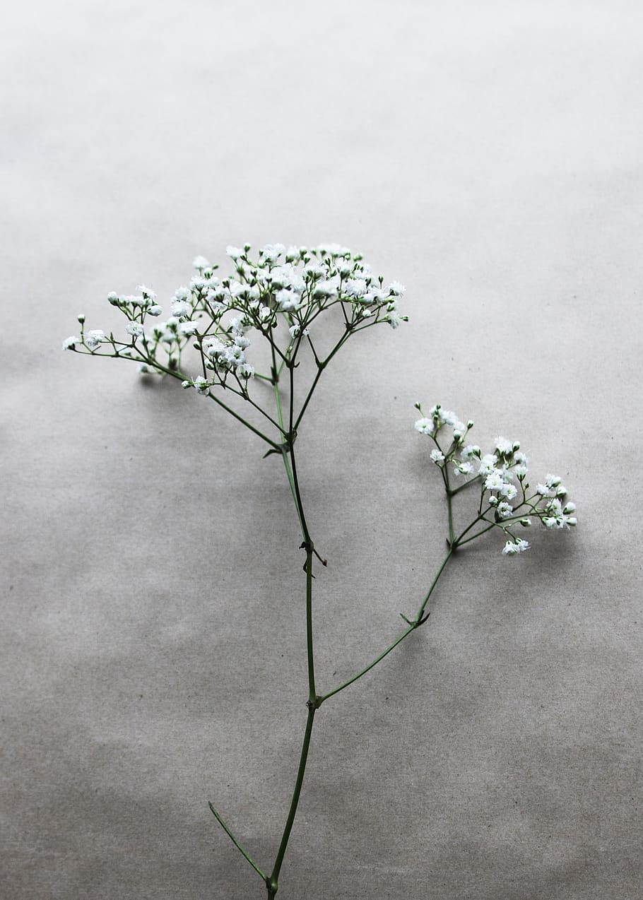 plant, flower, flowering plant, freshness, beauty in nature HD wallpaper