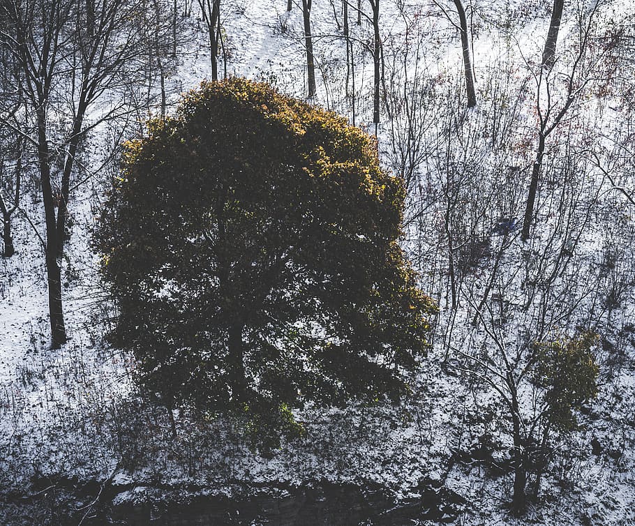 tree, snow, winter, white, bleak, landscape, plant, forest HD wallpaper