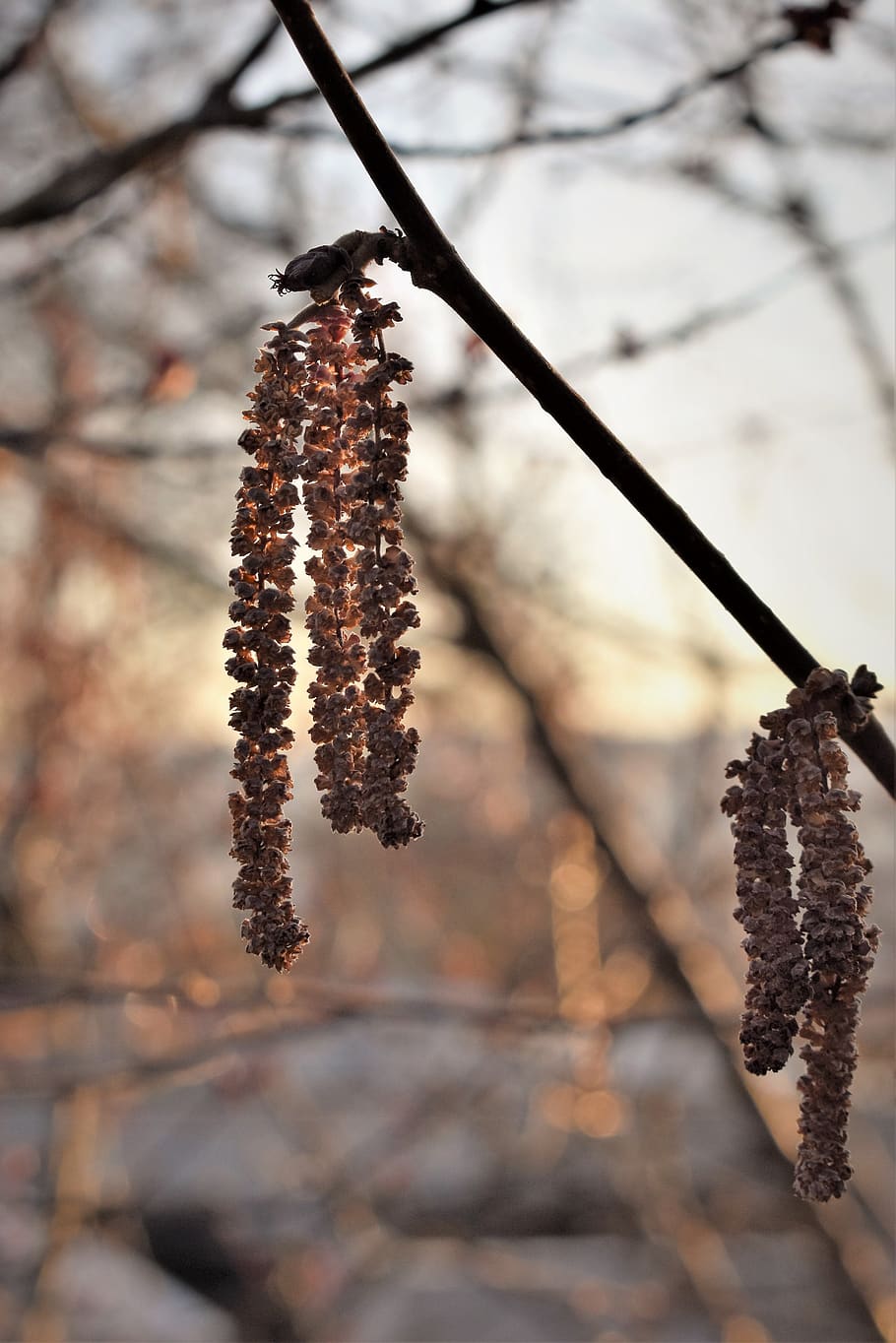 hazel, seeds, dried, spring, backlighting, nature, plant, bush HD wallpaper