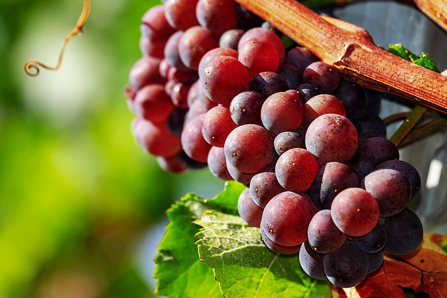 grapes, fruit, red, ripe, sweet, winegrowing, vine, green plant HD wallpaper