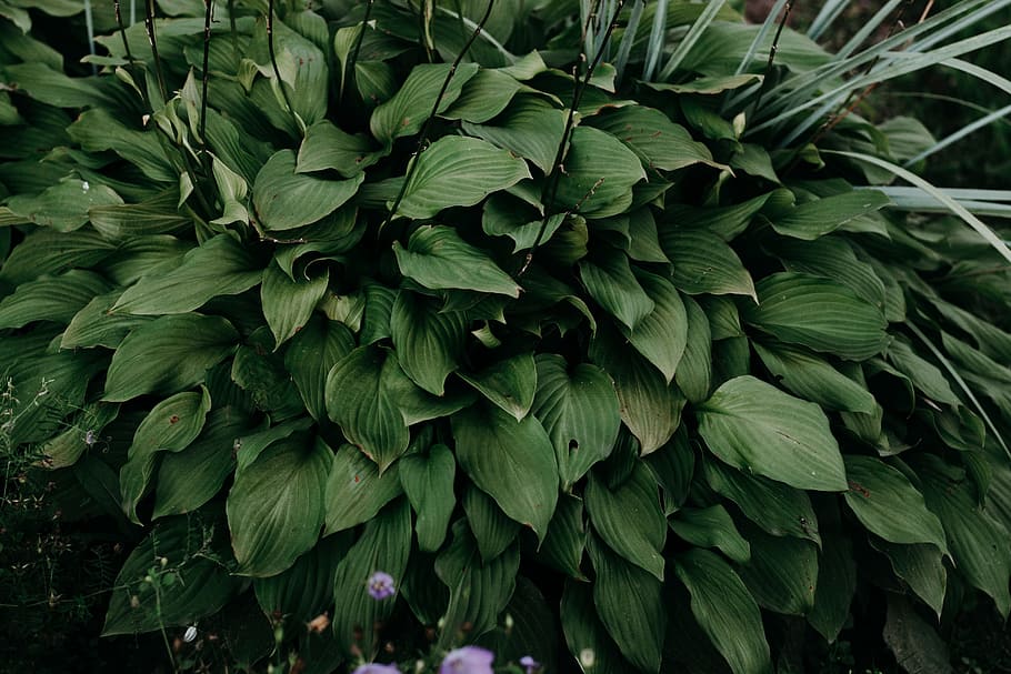 Closeup Photo of Green Leafed Plant, bright, close-up, daytime HD wallpaper