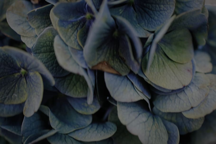 hydrangea, dry, nature, dead flower, blue, purple, close-up HD wallpaper