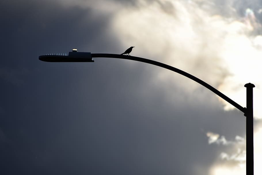 birds, alone, lightpole, skies, overcast, dark, clouds, sky HD wallpaper