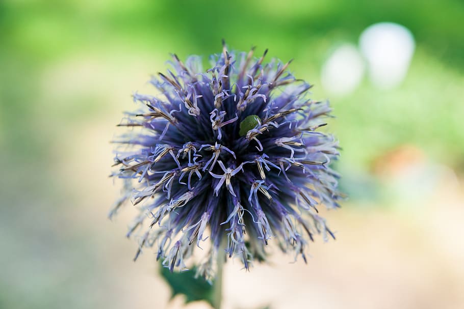 flower, thistle, close up, plant, nature, flora, blossom, bloom HD wallpaper